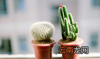 办公桌上放仙人掌有什么讲究 办公桌上怎么放仙人掌
