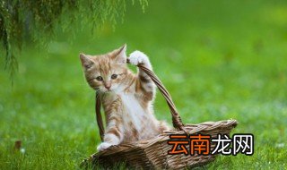 女人梦到被猫咬手出血 女性梦见被猫咬的意思