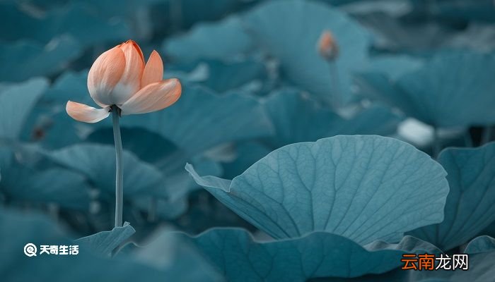 齐安郡中偶题这首诗表达了什么的情感 齐安郡中偶题表达了什么的情感