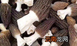 羊肚菌小孩可以吃吗 羊肚菌小孩能吃吗
