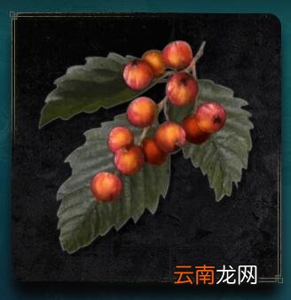 艾尔登法环罗亚果实获得方法 老头环罗亚果实怎么获得