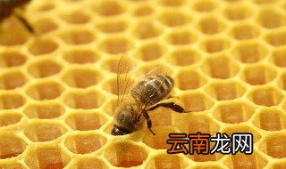 长期服用蜂胶的危害 女性长期服用蜂胶有什么危害