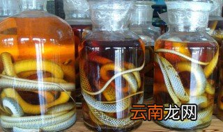 土公蛇泡酒有什么功效 土公蛇泡酒的药效是什么