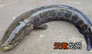 吃黑鱼为什么要剥皮 有几个原因