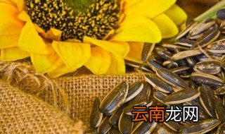 吃葵花籽会发胖吗 发胖的原因是什么