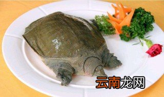 甲鱼哪里不能吃 这些部位一定不能吃