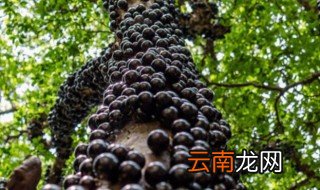嘉宝果皮可以吃吗 嘉宝果皮可不可以吃