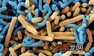 益生菌的副作用 看看有什么副作用