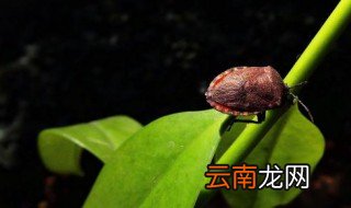 九香虫的副作用 就来了解一下吧。