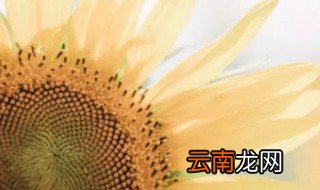 东湖向日葵在哪里 东湖绿道向日葵盛放