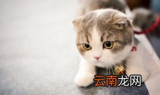 梦到猫咬我 梦到猫咬我好不好