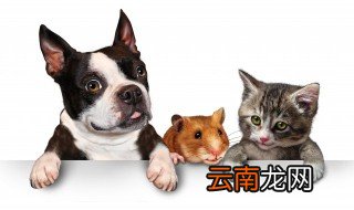 表情包狗是什么意思 表情包狗代表的意思