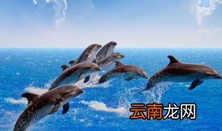 鲨鱼怕海豚吗 鲨鱼怕不怕海豚