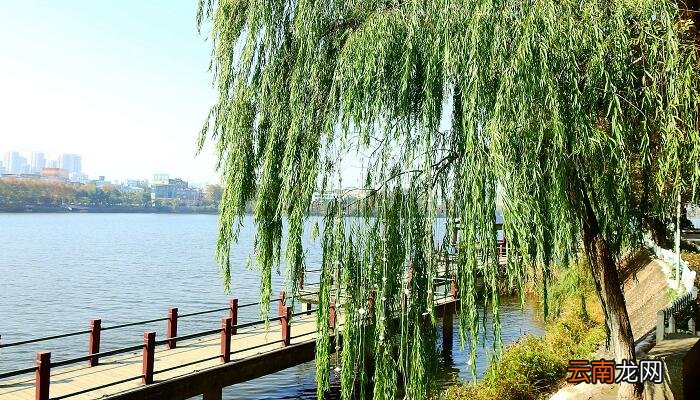 客舍青青柳色新的意思 客舍青青柳色新翻译