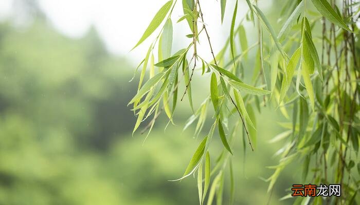 客舍青青柳色新的意思 客舍青青柳色新翻译