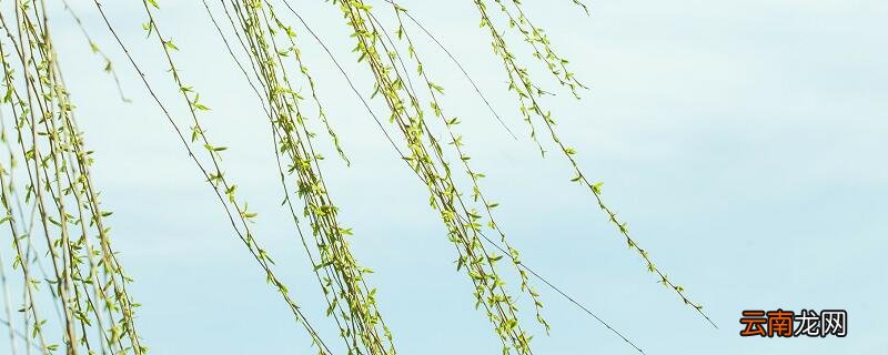 客舍青青柳色新的意思 客舍青青柳色新翻译