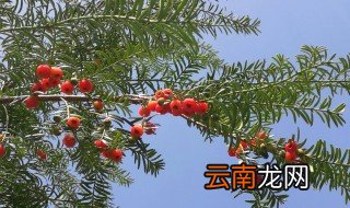 红豆杉果实的功效与作用 注意不能生吃