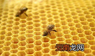 蜂胶与什么相克 一定的知道