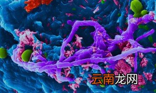 胆小吃什么食物 多看鬼片吧