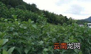 非洲叶的功能与作用 原来这么好