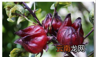 红桃k晒干功效与作用 名字非常特别