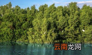 红树林的作用 益处多多