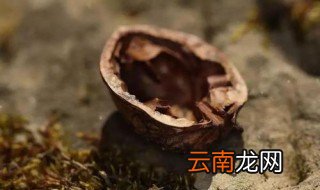 核桃壳煮水喝的危害 只有好处,没有坏处