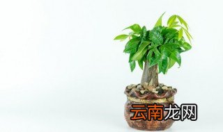 金枝玉叶盆景造型图片及修剪方法 金枝玉叶盆景造型及修剪方法分别是什么呢