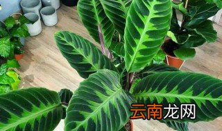 紫背竹芋的寓意风水 紫背竹芋的寓意