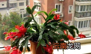 蟹爪兰的风水寓意 蟹爪兰的寓意和象征