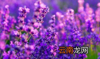 干花为啥不吉利 干花为什么不吉利