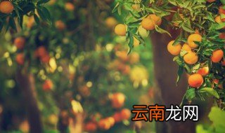 脆皮金桔盆栽的养殖方法和注意事项 脆皮金桔盆栽怎么养殖