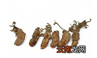 蝉花的功效与作用 蝉花的食用方法