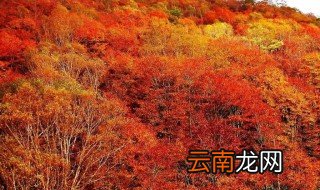 毕棚沟红叶最佳时间 一起去了解一下吧