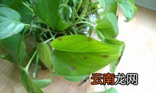 绿萝叶子没有光泽变黄枯萎怎么办 绿萝叶子没有光泽变黄枯萎解决方法