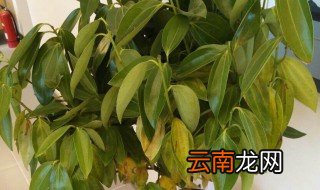 平安树叶子发黄干枯掉落怎么办 平安树叶子发黄干枯掉落怎样处理