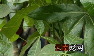 大门口两边最旺宅的植物 大门口两边最旺宅的植物有哪些