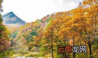 河南千亩银杏林在哪里 河南洛阳千年银杏林简介