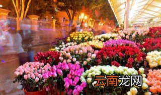 花盆土里有小白虫子怎么办 花盆土里有小白虫子的方法