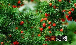 红豆杉的药用价值 看一下就知道