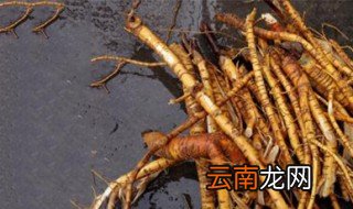 桑根泡酒功效与作用 桑根是什么