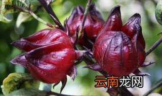 红桃k泡酒有什么功效 有多种保健功效