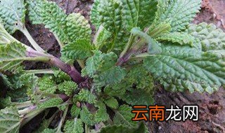 蛤蟆草泡水喝的功效与作用 可以了解一下