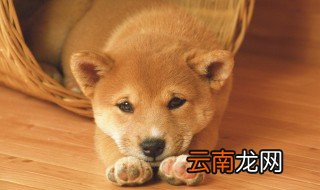 狗肉对身体有危害吗 吃狗肉的注意事项