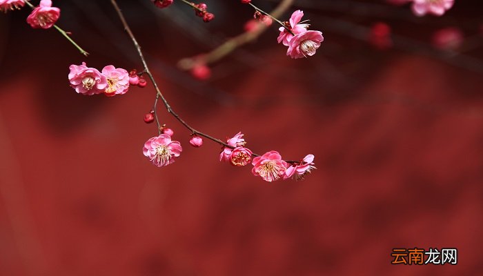 《梅花魂》这篇课文写了外祖父哪几件事《梅花魂》这篇课文写了外祖父的哪几件事