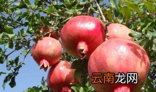 石榴开裂什么病 什么原因导致的