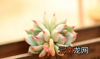 室内养花有飞虫怎么办 轻松根除盆栽种的小飞虫