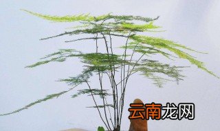 种文竹用什么土 给大家介绍一下