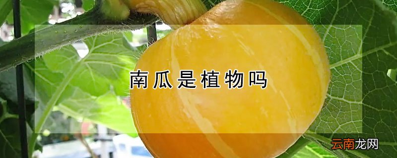 南瓜是植物吗
