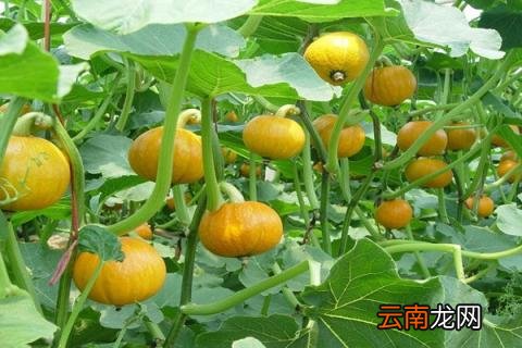 南瓜是植物吗